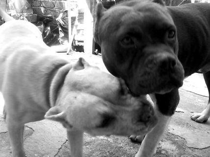 Amores de perros