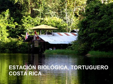 estacion biologica,tortuguero.costa rica 