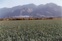 Plantaciones