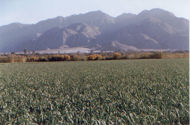 Plantaciones 