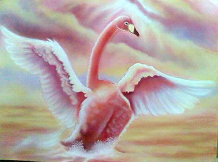 Cisne cantor