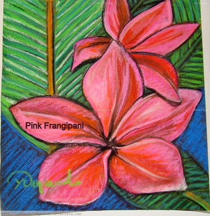 Pink Frangipani