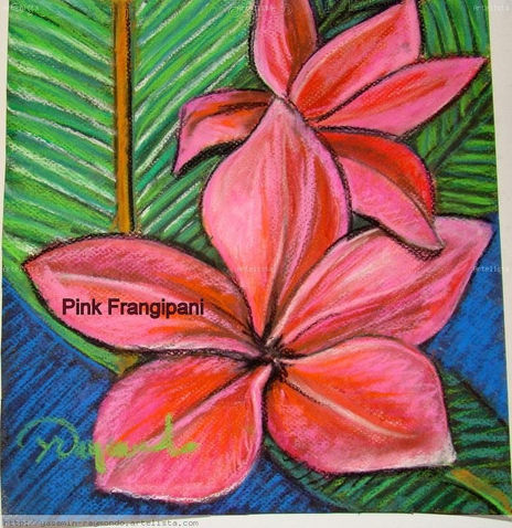 Pink Frangipani