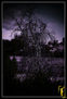 nightmare forest_6