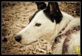perritos_14