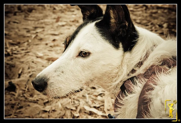 perritos_14 Retrato Color (Digital)