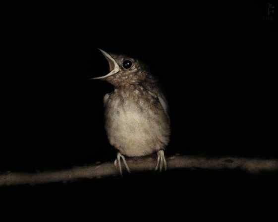 Rockin Robin Óleo Lienzo Paisaje