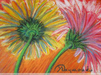 Yellow and Pink  Daisy