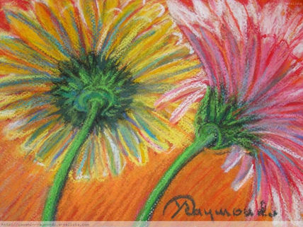 Yellow and Pink  Daisy