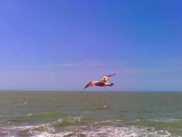 Vuelo de la gaviota