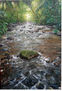rio selvatico