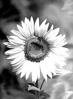 Girasol