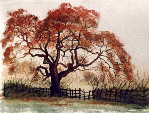 Autum Tree Watercolour