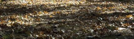 Bosque