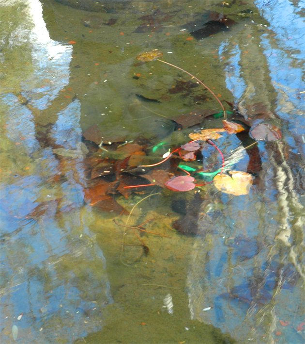 reflejo