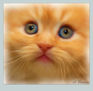 Gato, pintura digital, Netart / Arte digital