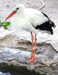 Cigüeña blanca