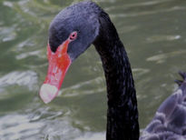 Cisne cuello negro