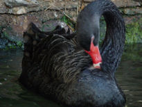 Cisne negro