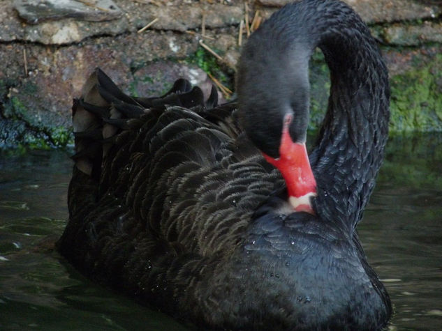 Cisne negro 