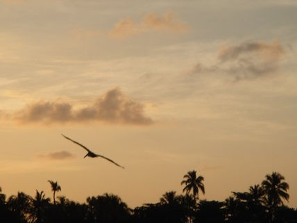 Ave en vuelo