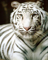 Tigre Blanco