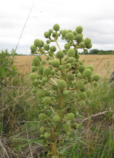 Rara Planta 