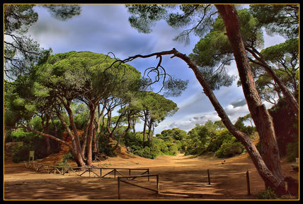 Pinares