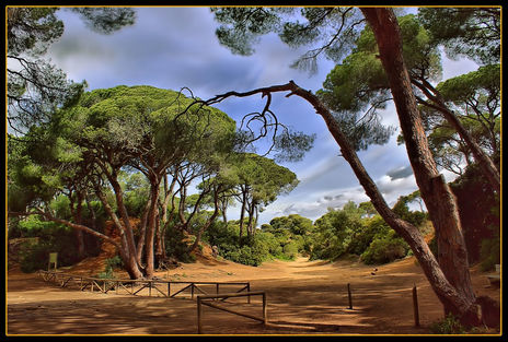 Pinares