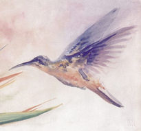 Hummingbird