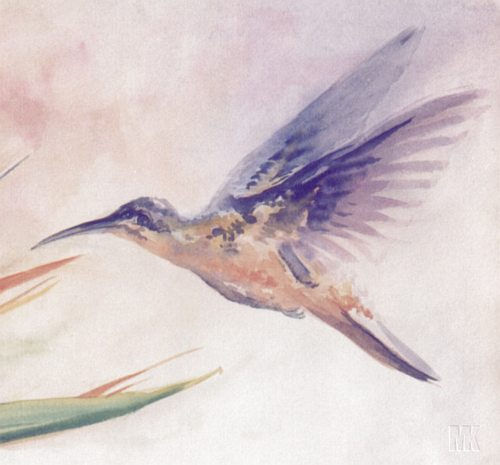 Hummingbird Watercolour