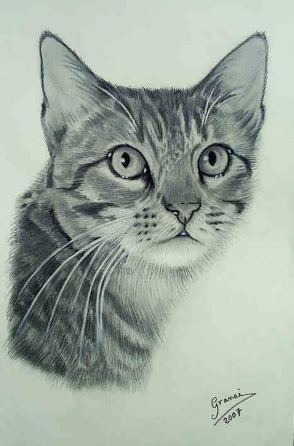 Gato-lapiz