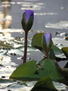 Flores en agua