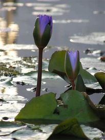 Flores en agua