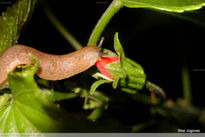 Comiendo flor de...