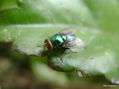 Mosca Verde