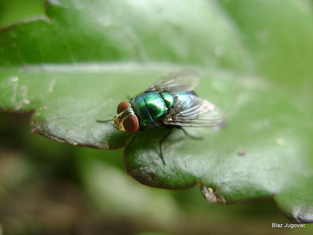 Mosca Verde Naturaleza Color (Digital)