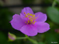 Flor