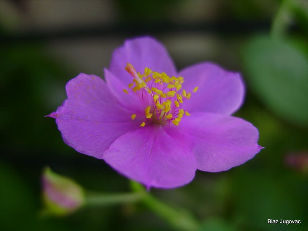 Flor Naturaleza Color (Digital)