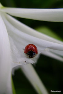 Mariquita en la flor