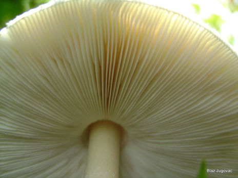 Hongo II