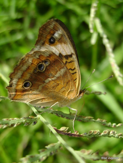 Mariposa Naturaleza Color (Digital)