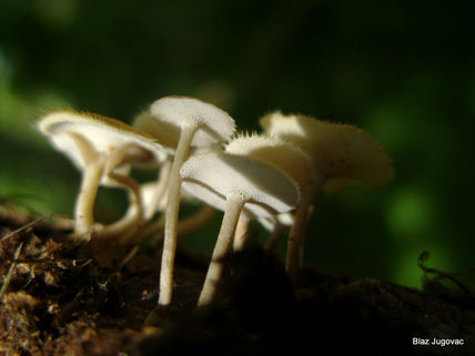 Hongos III
