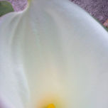 Arboles y Flores thumbnail 2