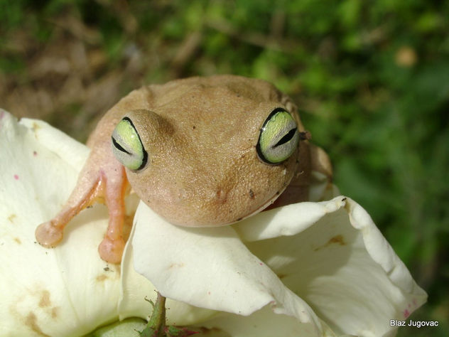 RANA