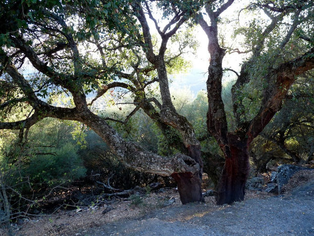 Alcornoques en Monfragüe 