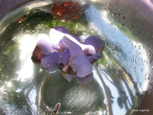 flor