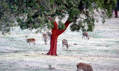 MONFRAGÜE