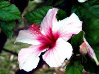 Hibiscus