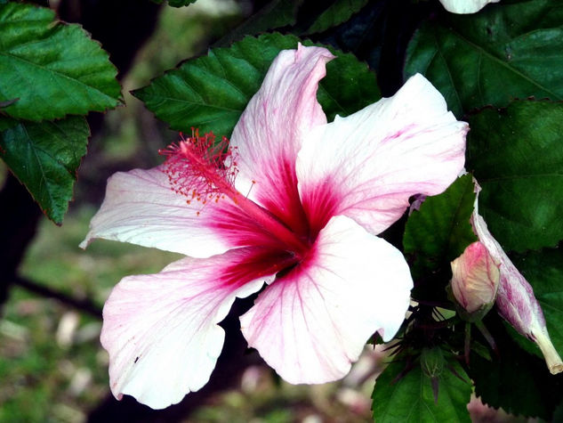 Hibiscus 